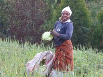 local-woman-harvesting-cabbages-in-madisi