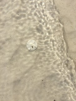 Val found this sand dollar on the beach in FL